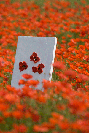 coquelicot buffard pourcel